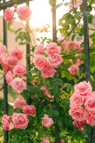 semences de Rose Royale Bicolore – Lot de 100 Graines/ Lomé