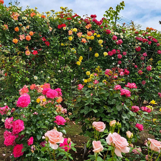 semence de Rose Grimpante multi color  – Lot de 100 Graines /  Abidjan