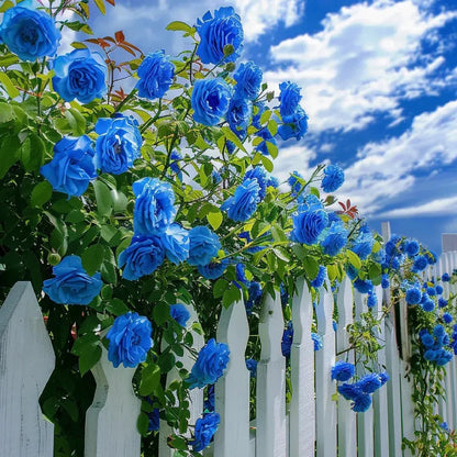 semences de Rose Grimpante "Blue Ocean" – Lot de 100 Graines/ Lomé