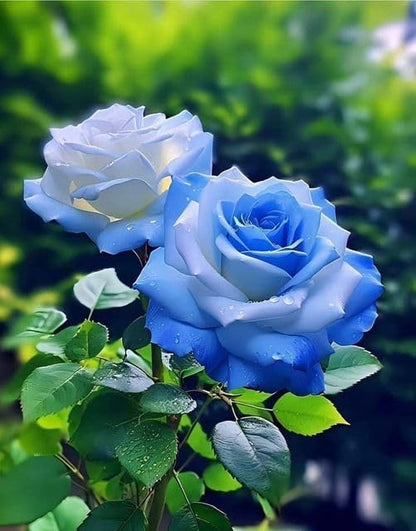 semences de Rose Grimpante "Blue Ocean" – Lot de 100 Graines/  Abidjan