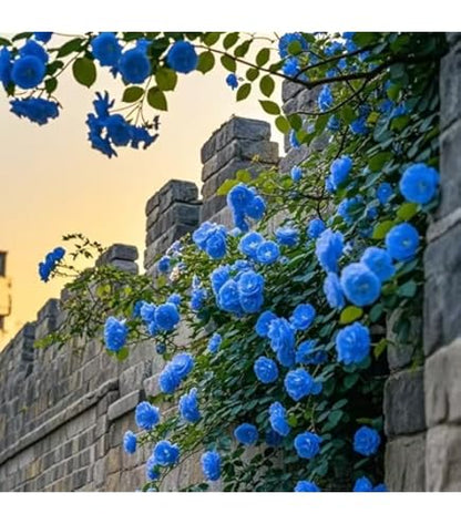 semences de Rose Grimpante "Blue Ocean" – Lot de 100 Graines/  Abidjan