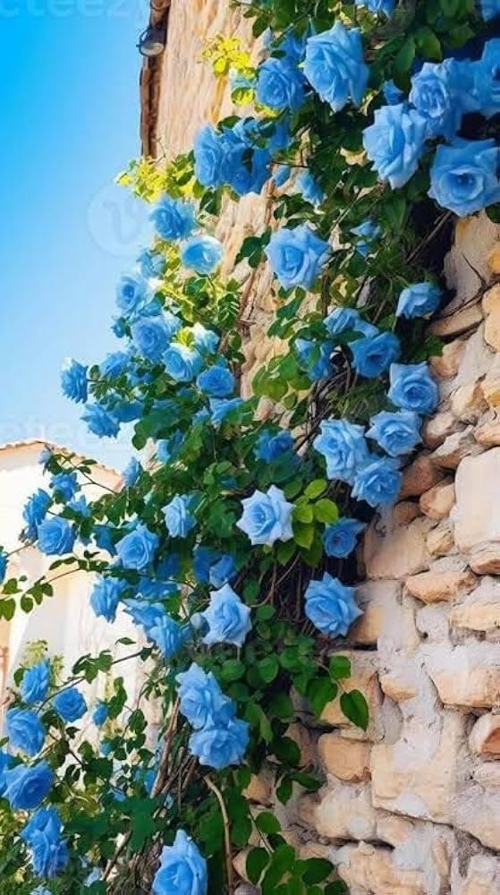 semences de Rose Grimpante "Blue Ocean" – Lot de 100 Graines/  Abidjan