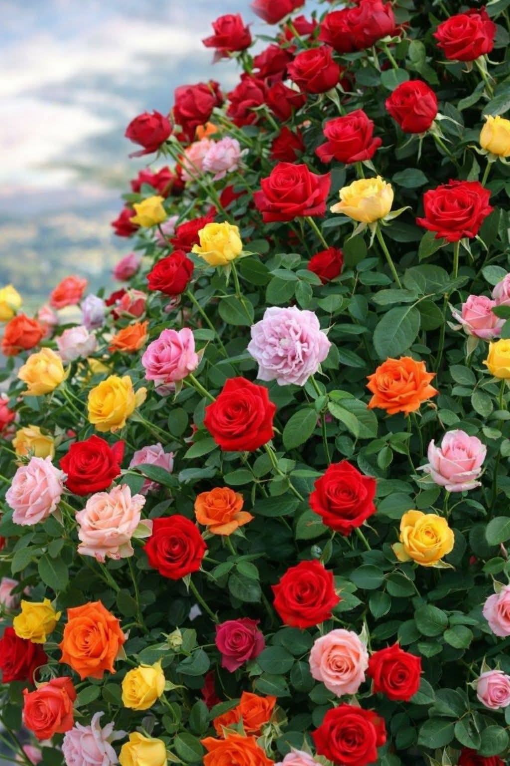 semence de Rose Grimpante multi color  – Lot de 100 Graines / Lomé