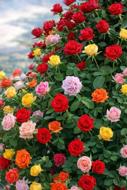 semence de Rose Grimpante multi color  – Lot de 100 Graines / Lomé