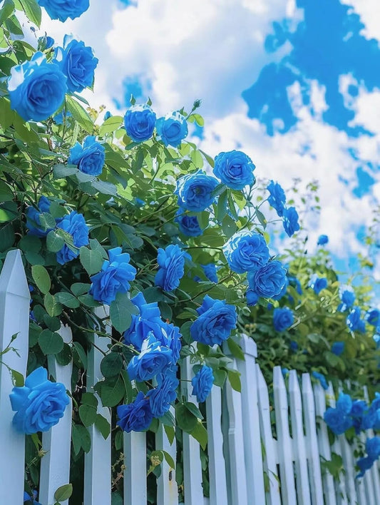 semences de Rose Grimpante "Blue Ocean" – Lot de 100 Graines/ Lomé