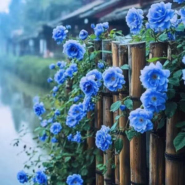semences de Rose Grimpante "Blue Ocean" – Lot de 100 Graines/ Lomé
