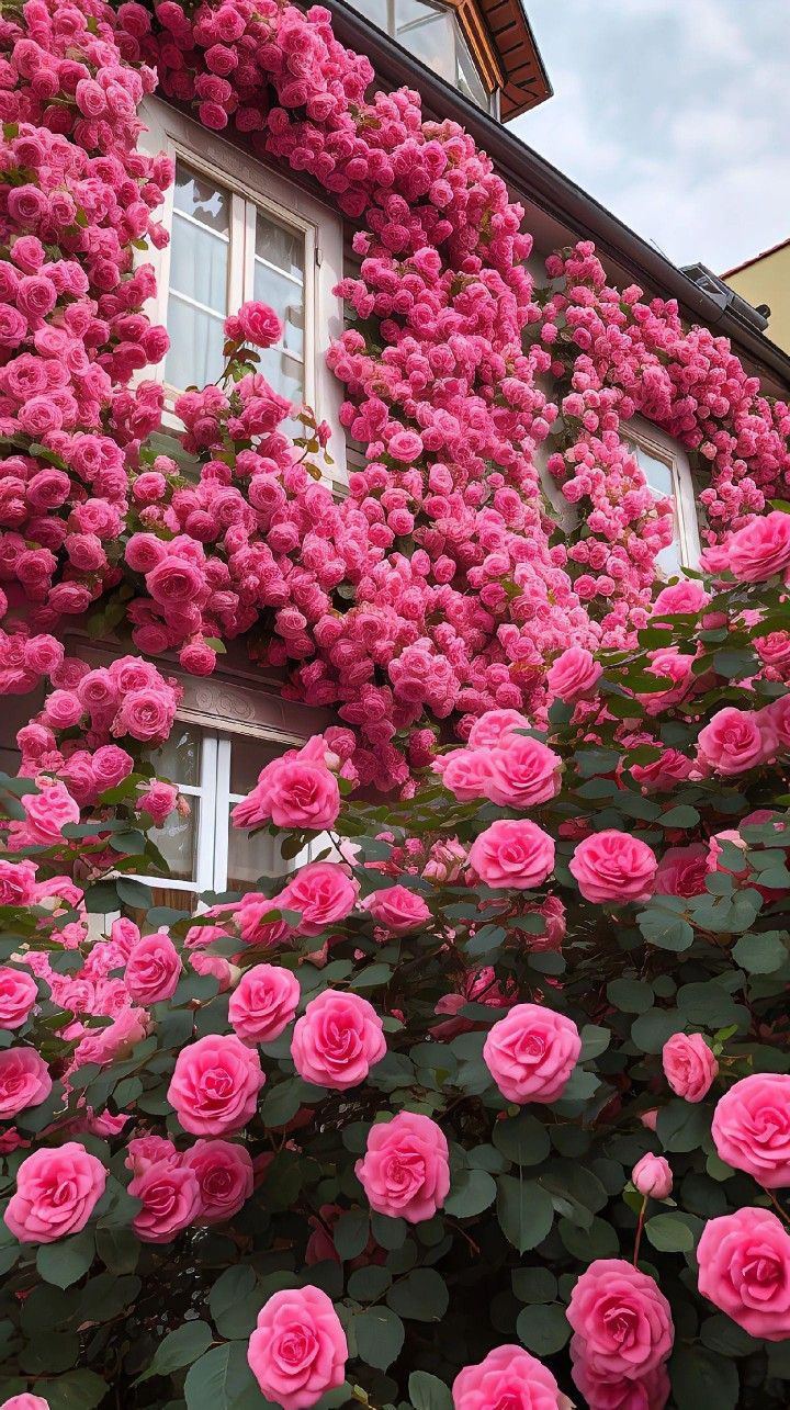 semences de Rose Royale Bicolore – Lot de 100 Graines/ Lomé
