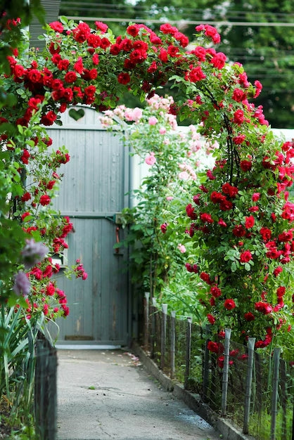 Rose Grimpante "Red Passion" – Lot de 100 Graines /  Abidjan