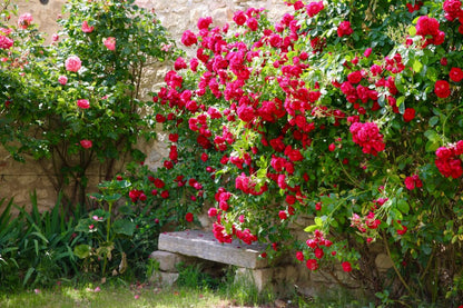 Rose Grimpante "Red Passion" – Lot de 100 Graines / lomé