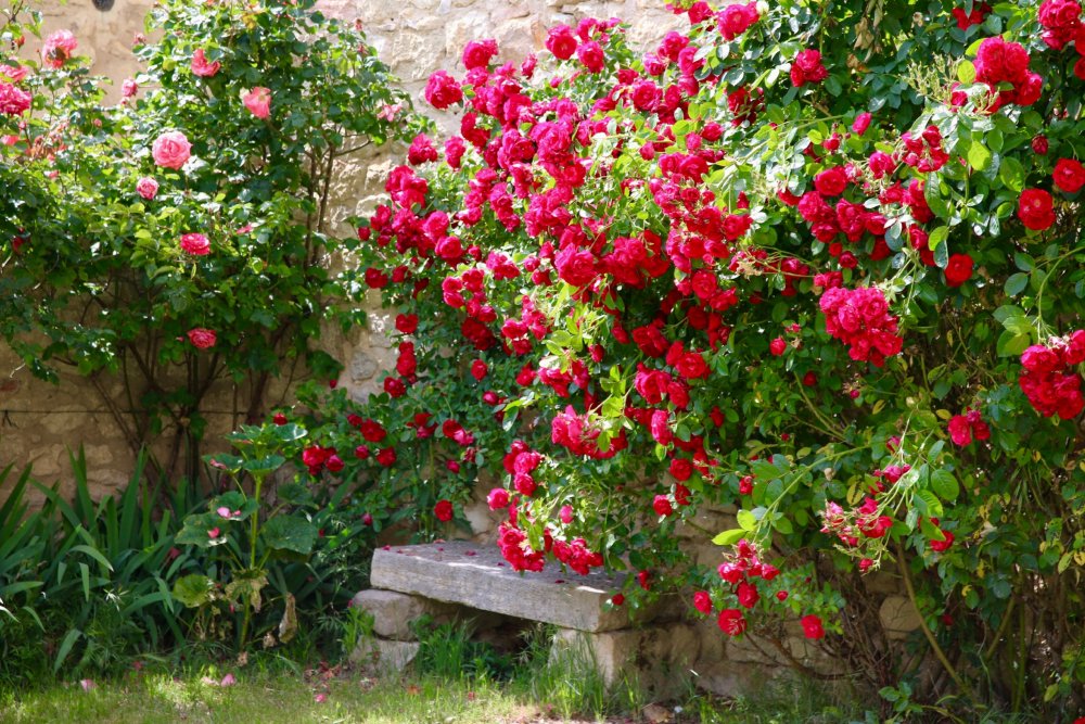 Rose Grimpante "Red Passion" – Lot de 100 Graines /  Abidjan