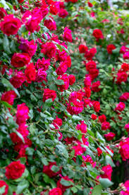 Rose Grimpante "Red Passion" – Lot de 100 Graines / lomé