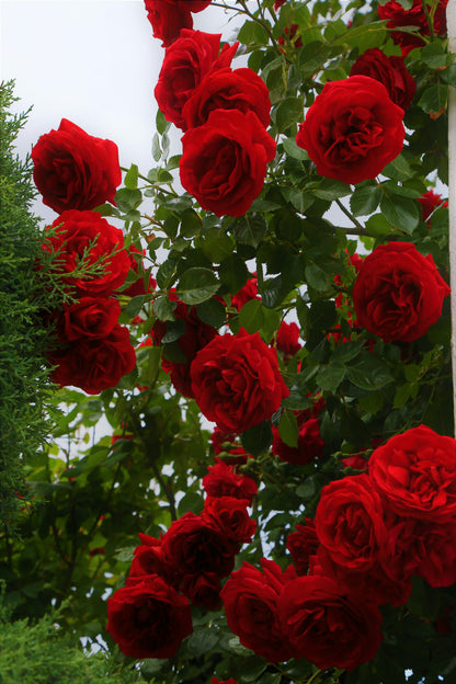 Rose Grimpante "Red Passion" – Lot de 100 Graines / lomé